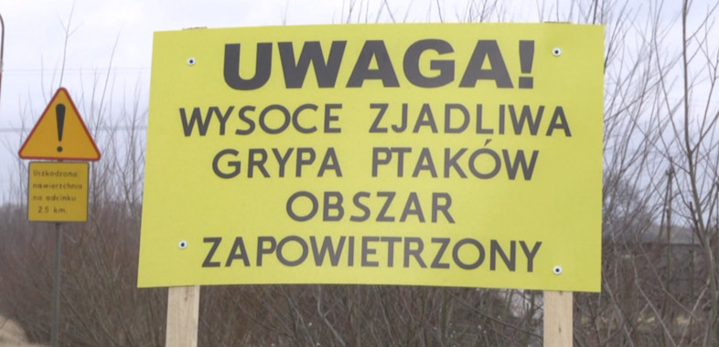 Ogniska ptasiej grypy w regionie