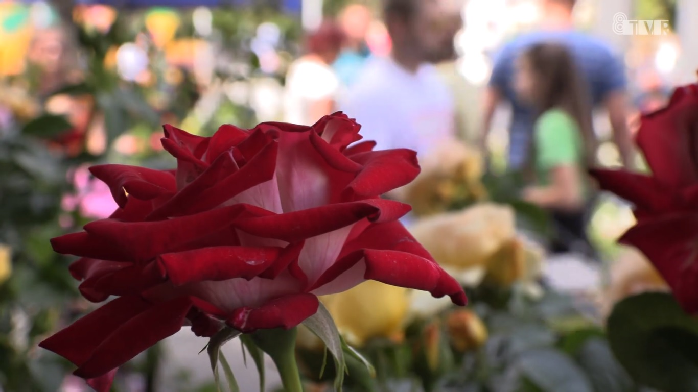 9. Festiwal Róż w Łasku już w najbliższą niedzielę