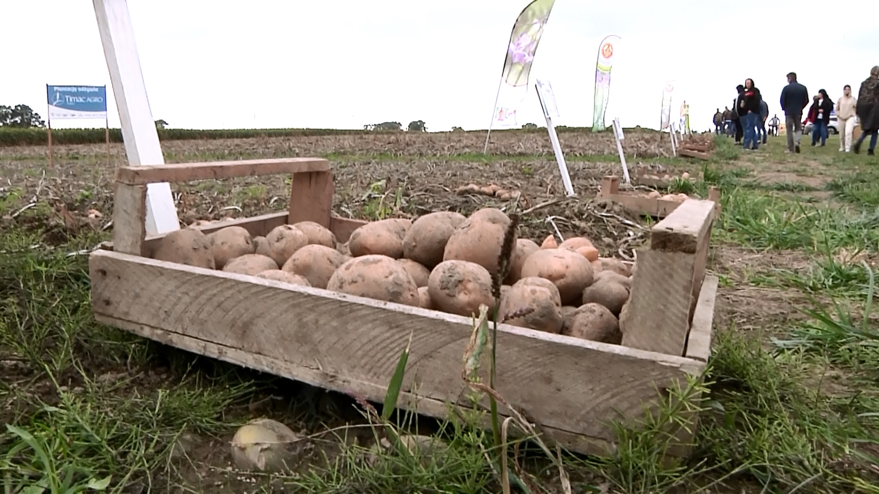 Kościerzyński Dzień Ziemniaka – Jesień w polu i ogrodzie