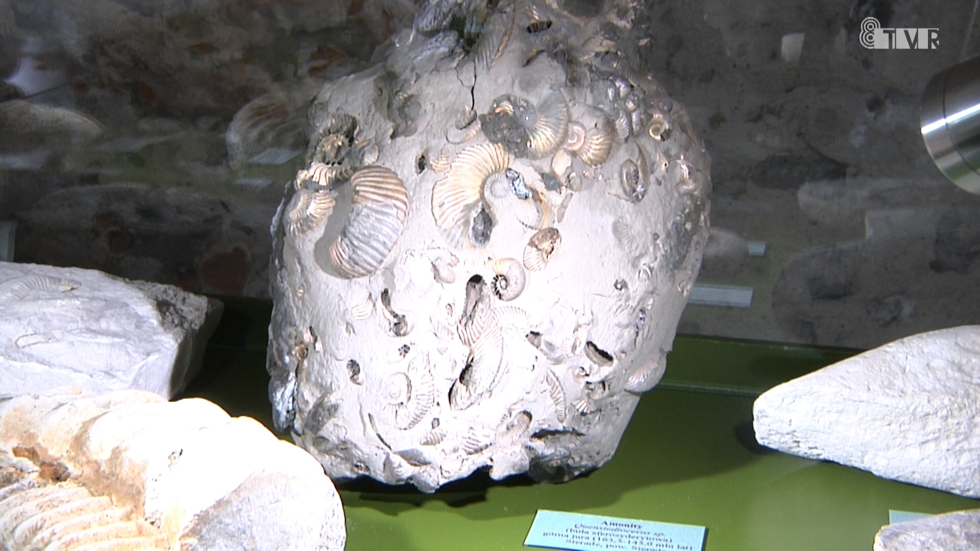 Stała wystawa paleontologiczna w Muzeum Okręgowym w Sieradzu
